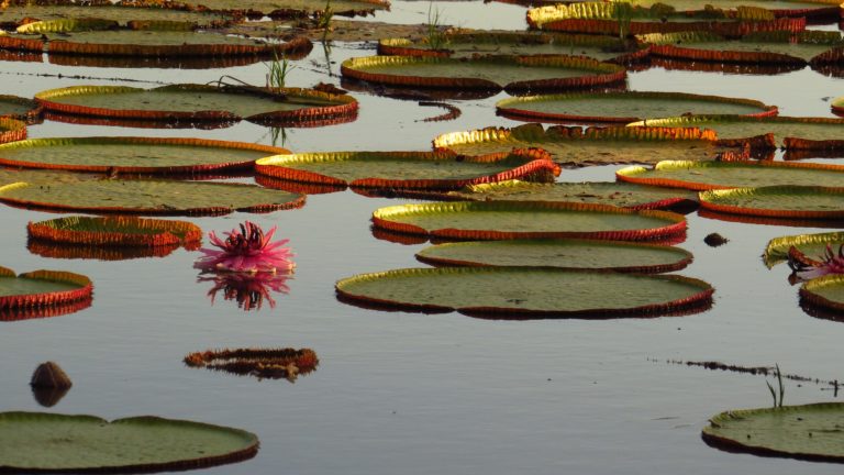 giant-waterlily-g3360677ff_1920
